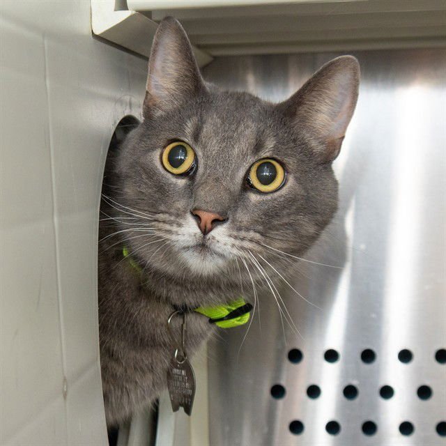 MORPH - Domestic Short Hair available for adoption