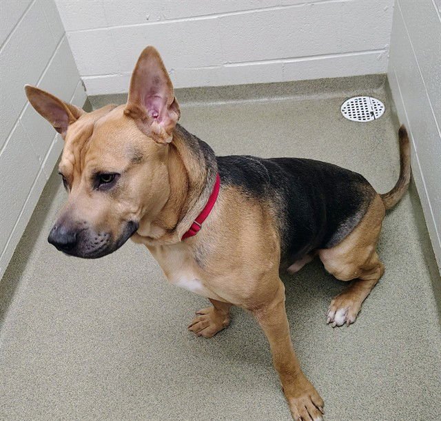 KODAK - German Shepherd Dog / Pit Bull Terrier available for adoption