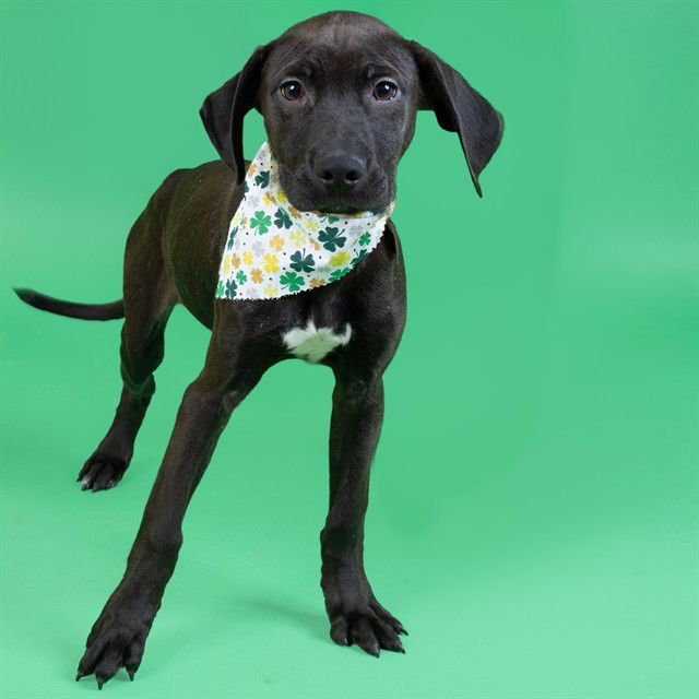 BRIOCHE - Labrador Retriever / Giant Schnauzer available for adoption