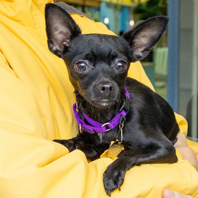CHEECH - Chihuahua available for adoption
