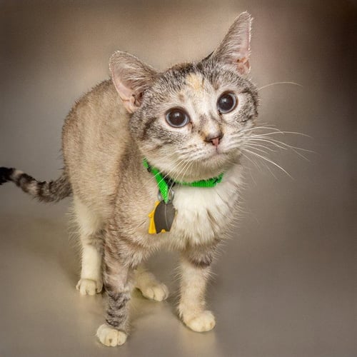 SELENA - Siamese available for adoption