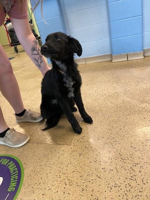 MAX - German Shepherd Dog / Labrador Retriever available for adoption