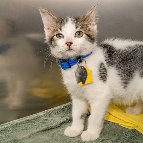 FA - Domestic Short Hair available for adoption