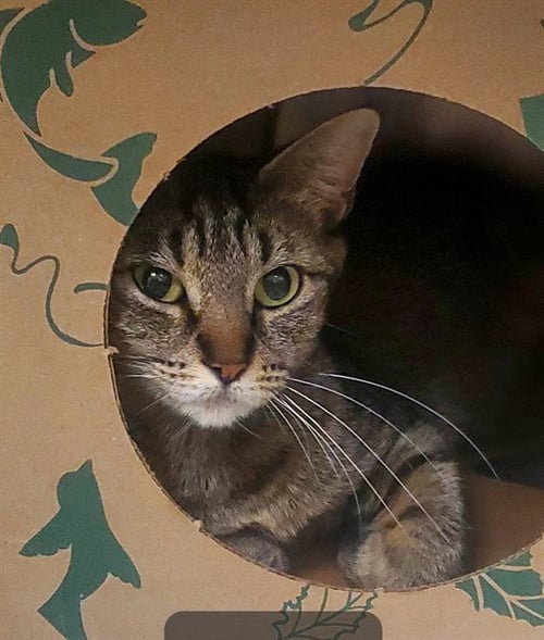 ZEBRA SHARK - Domestic Short Hair for adoption in St. Louis