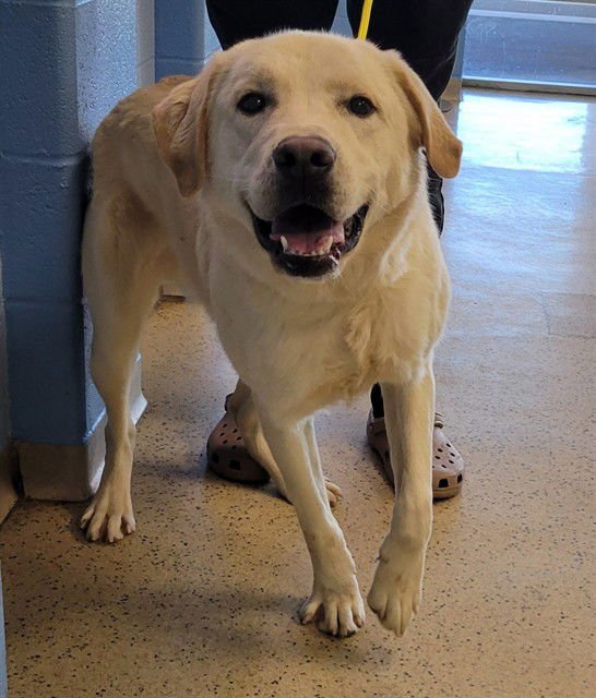 KINGSTON - Labrador Retriever available for adoption