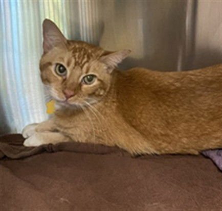 NOAH - Domestic Short Hair available for adoption