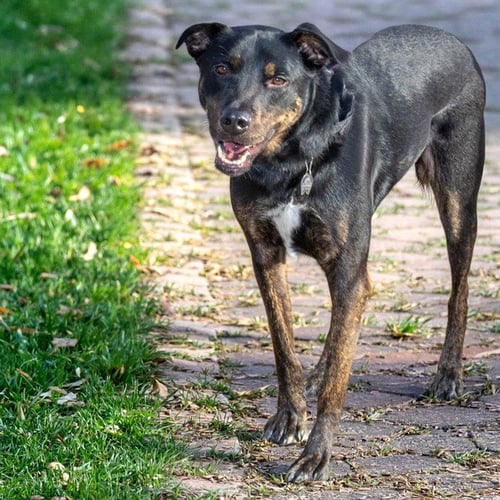 REMY - German Shepherd Dog / Australian Cattle Dog/Blue Heeler available for adoption