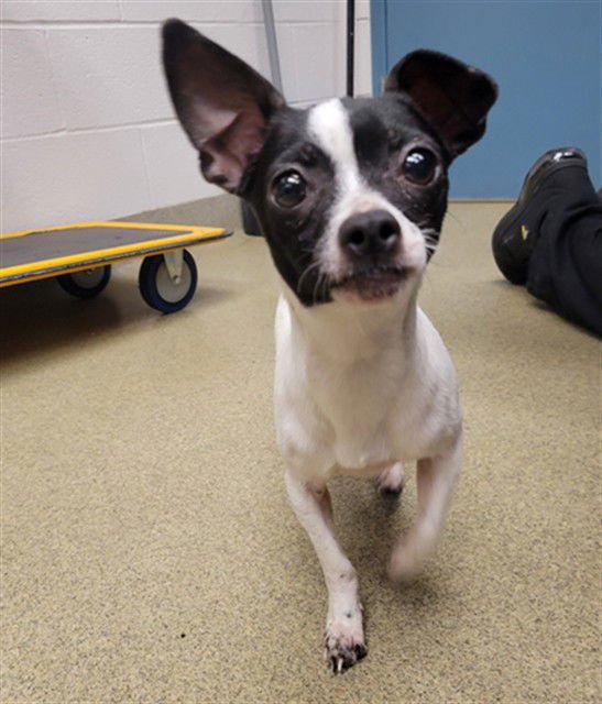 FLEUR - Chihuahua available for adoption