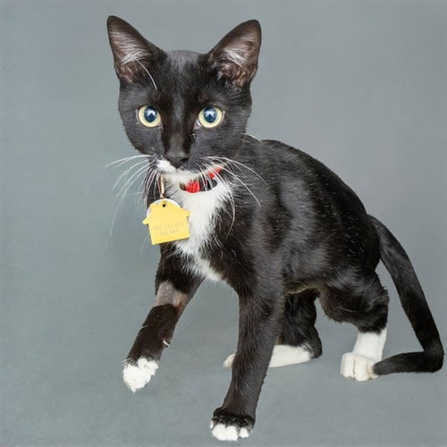 COTTONWOOD - Domestic Short Hair available for adoption