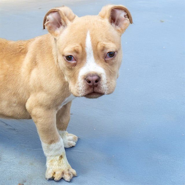 CHAMP - American Bulldog available for adoption