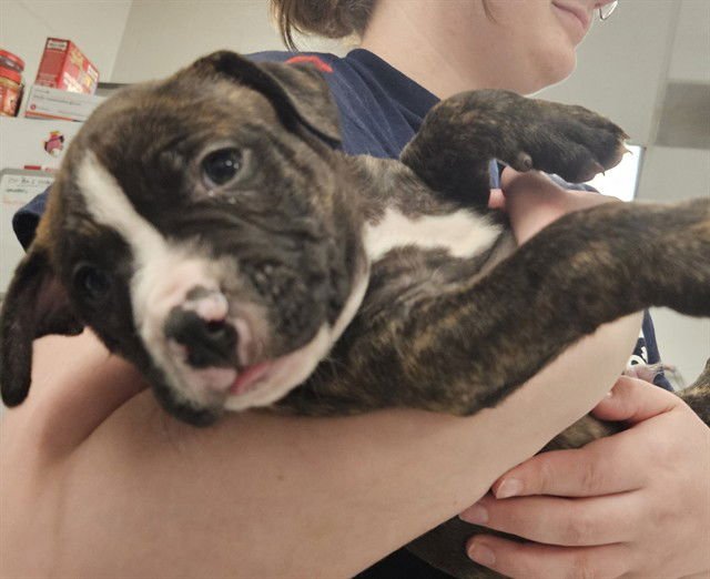 FLOYD - Pit Bull Terrier available for adoption