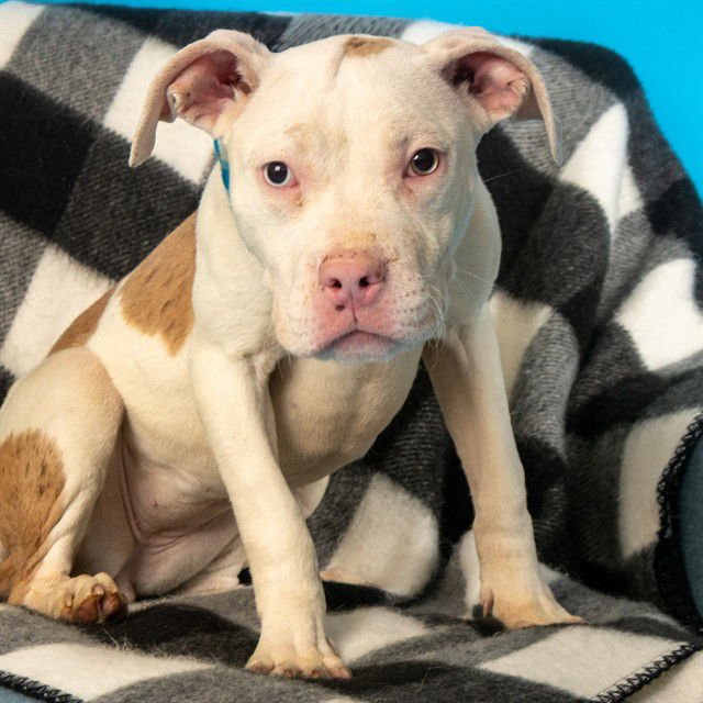 SPOON - Pit Bull Terrier available for adoption