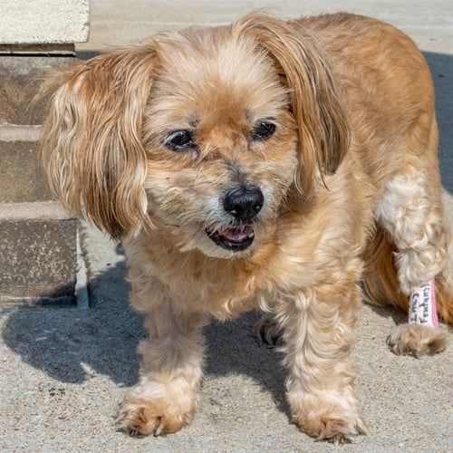 ANGEL - Pekingese available for adoption