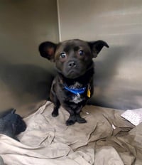 BENNY COCO - Photo 1