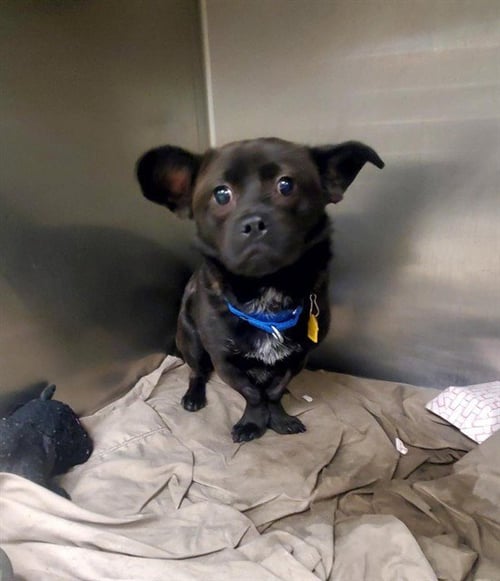 BENNY COCO - Pug / Beagle available for adoption