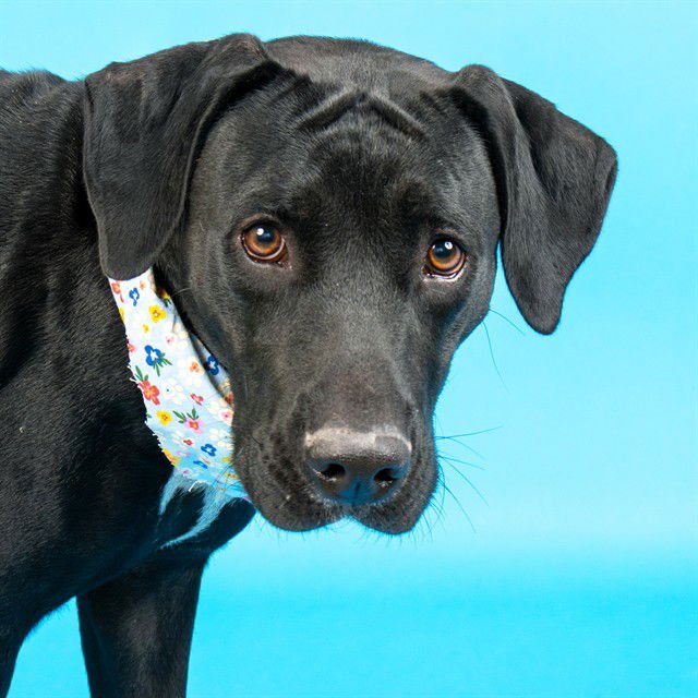 PRINCESS - Labrador Retriever available for adoption