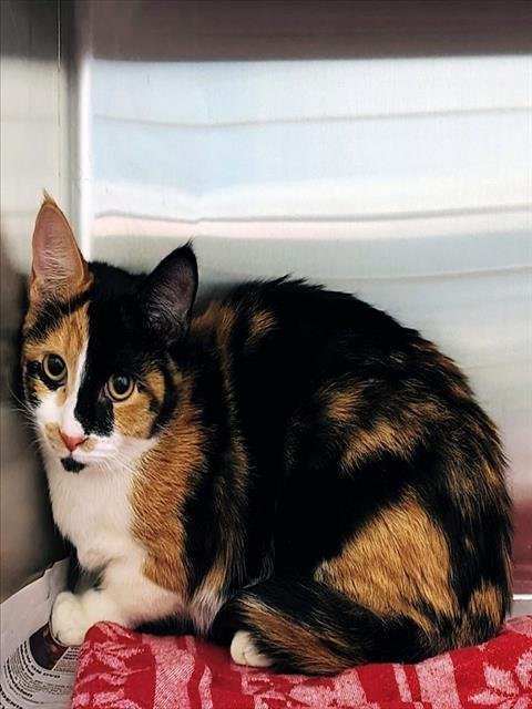 CASTANET - Domestic Short Hair available for adoption