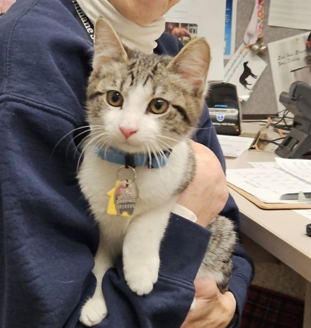 FIDGET - Domestic Short Hair available for adoption