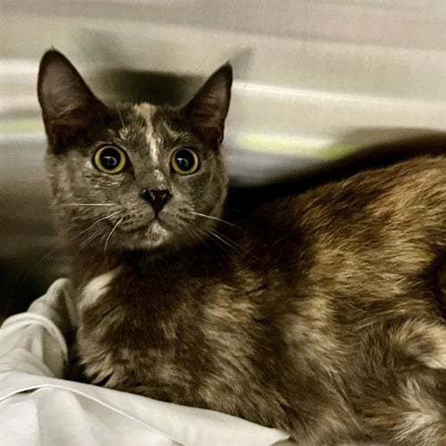 LIGHTNING - Domestic Short Hair for adoption in St. Louis
