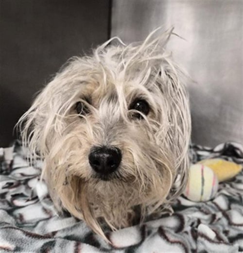 CHLOE - Shih Tzu available for adoption