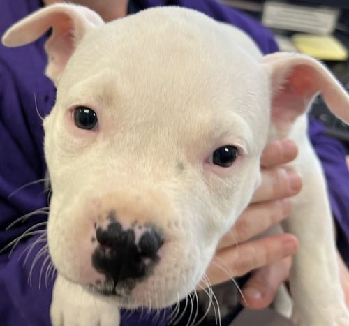 BEETHOVEN - Pit Bull Terrier available for adoption