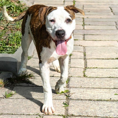 BENNETT - Pit Bull Terrier available for adoption