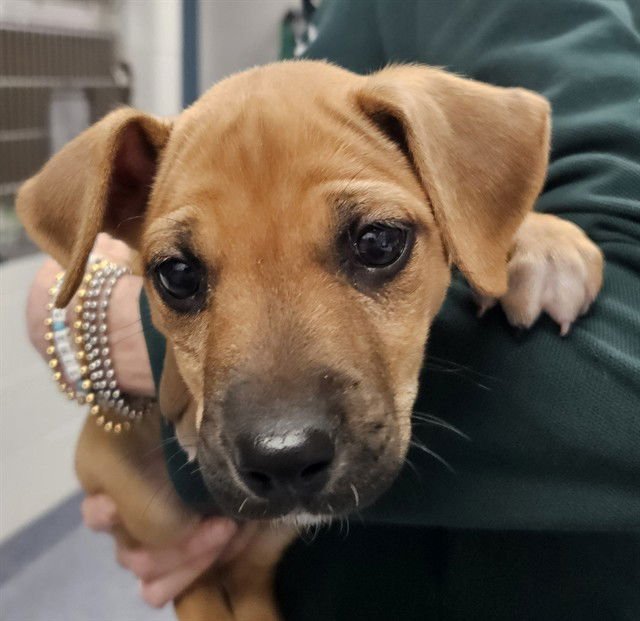 PEACH - Chihuahua available for adoption