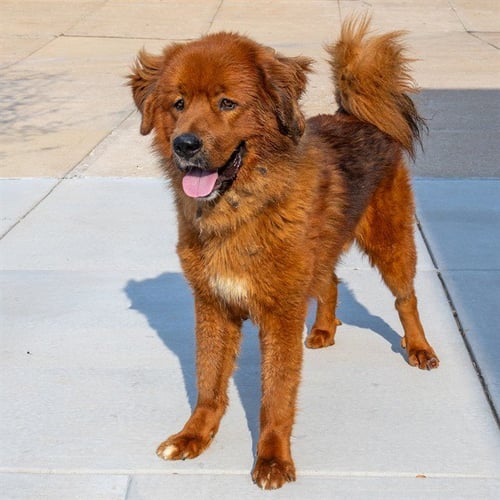 SWEDISH CHEF - Chow Chow / Great Pyrenees available for adoption