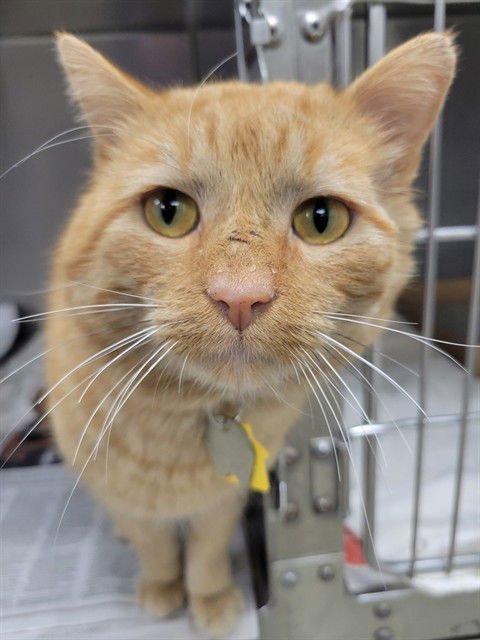 BIG BOY - Domestic Short Hair available for adoption