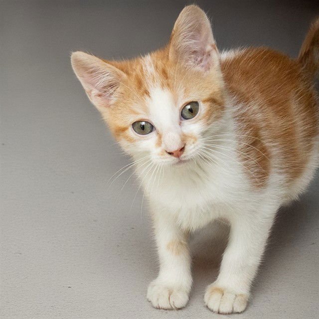 JACKSON - Domestic Short Hair available for adoption