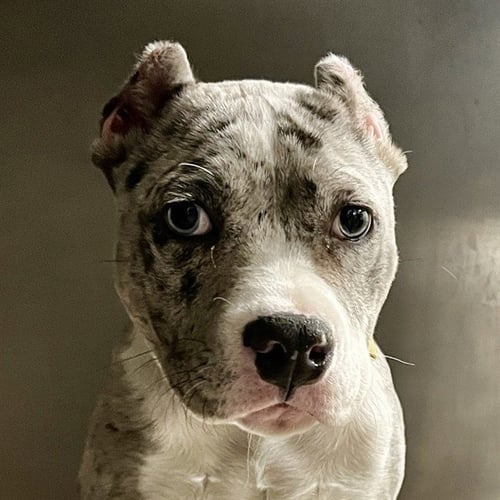 EVE - Pit Bull Terrier available for adoption