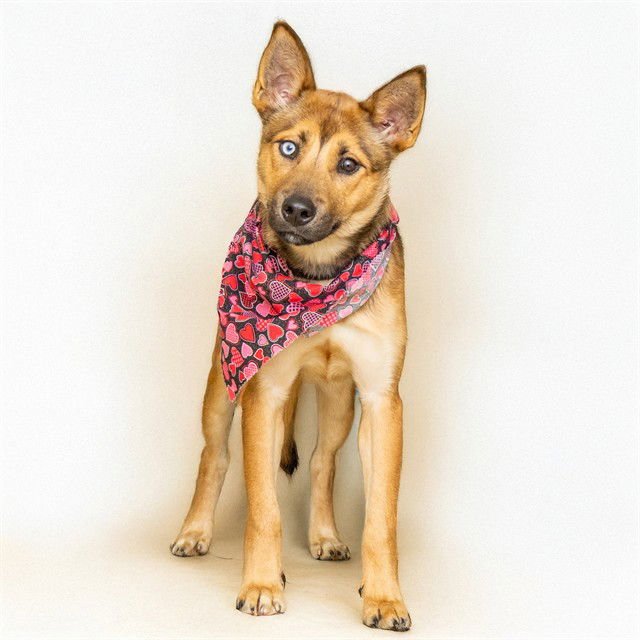 SCARLETT - German Shepherd Dog / Siberian Husky available for adoption