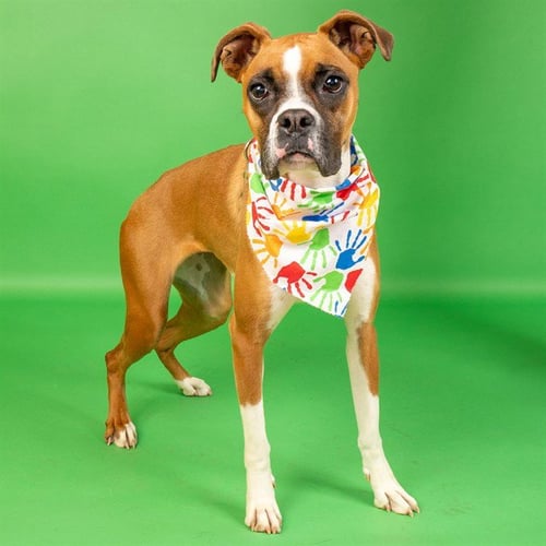 CHANEL - Boxer available for adoption