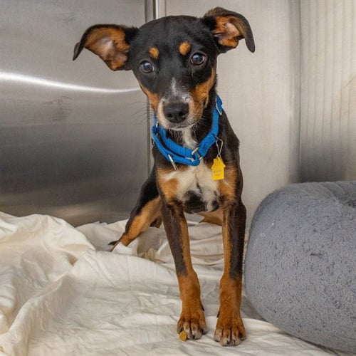 FROLIC - Rat Terrier available for adoption