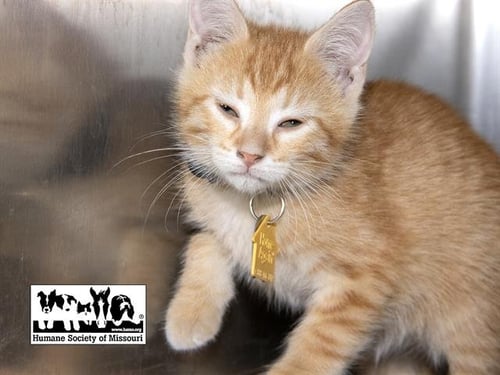 LEO - Domestic Short Hair for adoption in St. Louis