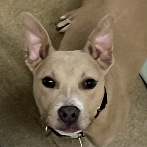 LURTZ - Pit Bull Terrier available for adoption