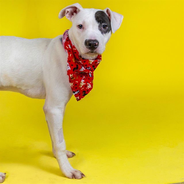 WINTER - Pit Bull Terrier available for adoption