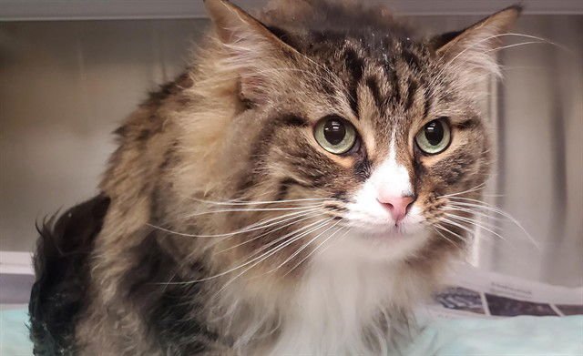 YAGER - Domestic Long Hair available for adoption