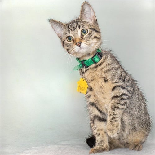 BEECH - Domestic Short Hair available for adoption