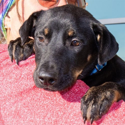 SHOCK - Doberman Pinscher available for adoption