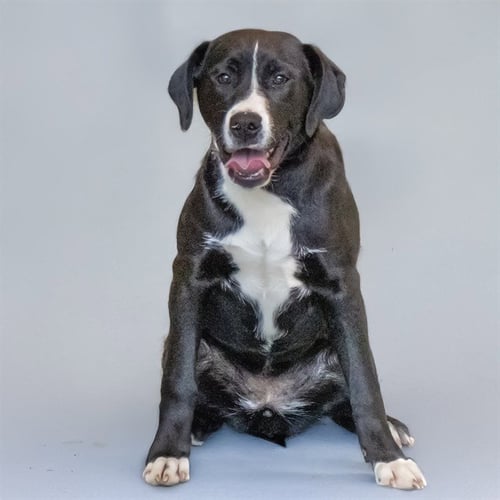 CHASE - Labrador Retriever available for adoption
