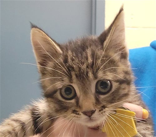 BETSEY - Domestic Short Hair available for adoption