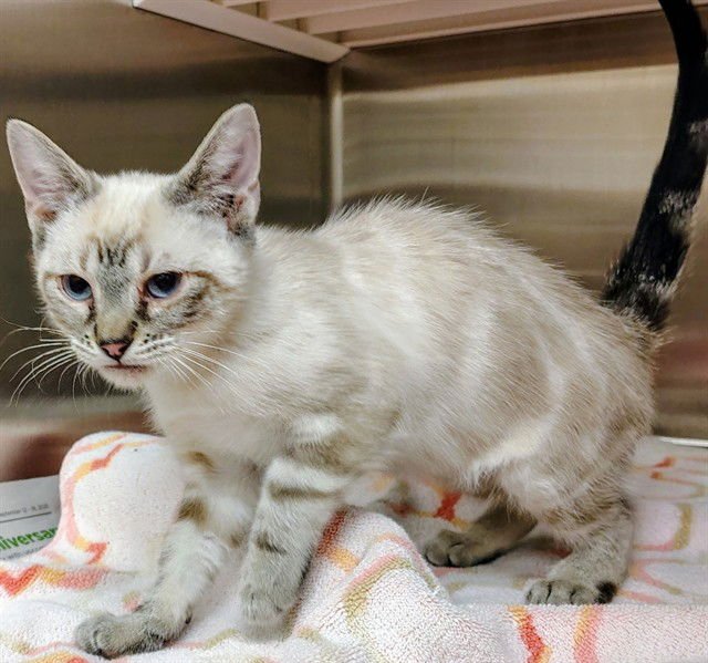 RUBY - Domestic Short Hair available for adoption