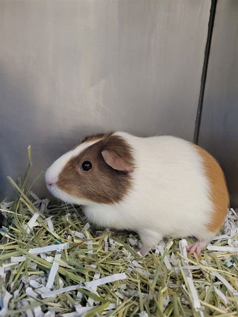 WANDA - Guinea Pig available for adoption