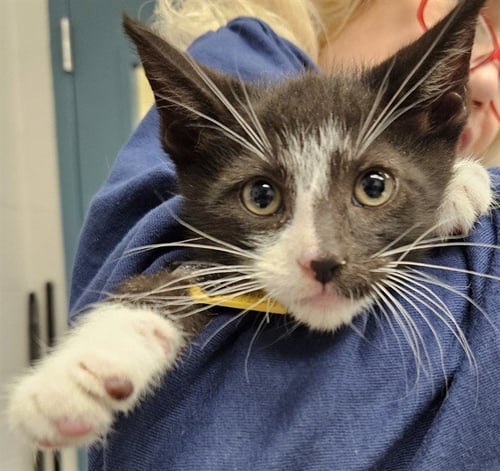 SUNDANCE - Domestic Short Hair available for adoption