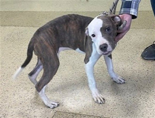 ASPEN - Pit Bull Terrier available for adoption