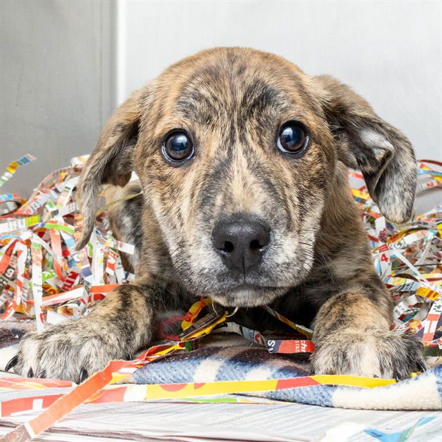 CHARLIE - Plott Hound available for adoption