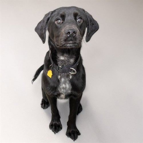 BUBS - Labrador Retriever available for adoption