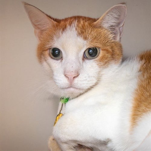 FROG - Domestic Short Hair available for adoption