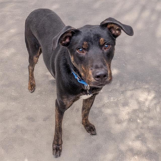 REMY - German Shepherd Dog / Australian Cattle Dog/Blue Heeler available for adoption